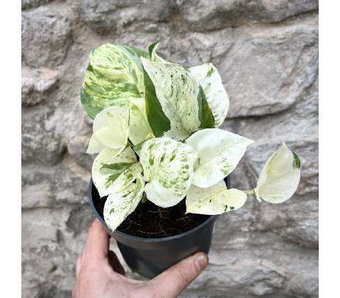 Epipremnum Happy Leaf
