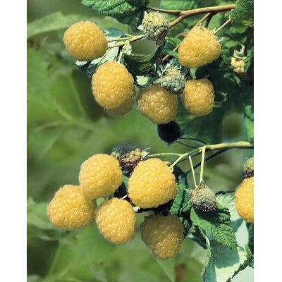 Malina žltá jesenná BIO 'Golden Everest' FloraSelf Bio kvetináč 2 l