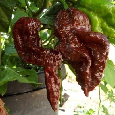 CHILLIMAT Chilli sazenice Big Black Mama 1ks