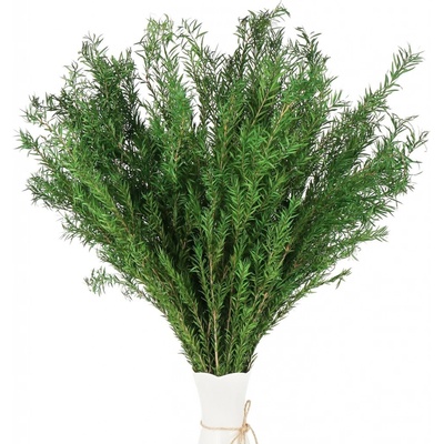 Melaleuca stabilizovaná