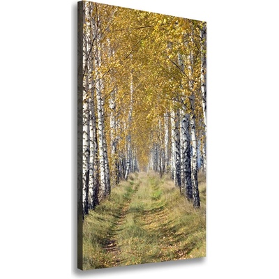 Vertikálny foto obraz canvas Brezový les 50x100 cm
