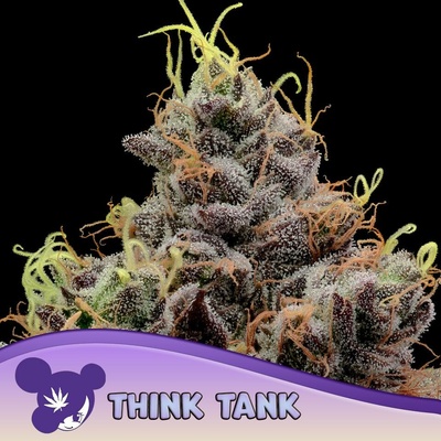 Anesia Seeds Think Tank semena neobsahují THC 3 ks