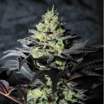 Pure Instinto Peanut Butter Cookies semena neobsahují THC 3 ks