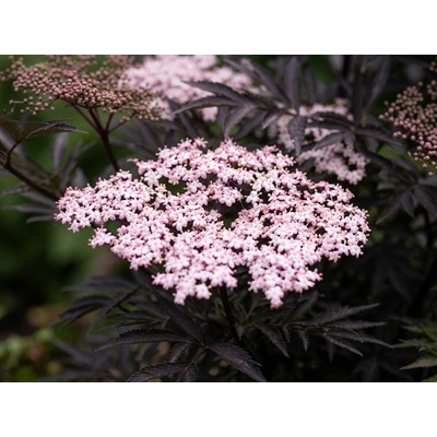 Baza čierna 'Black Lace'