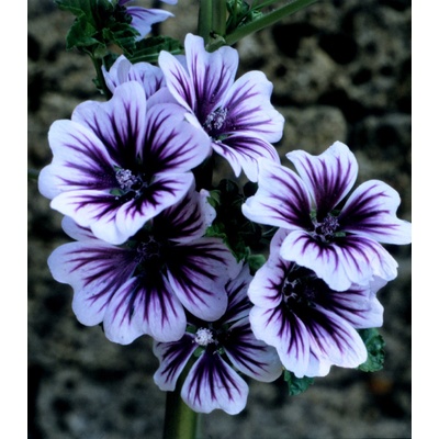 Sléz lesní Zebrina - Malva sylvestris - semena slézu - 50 ks