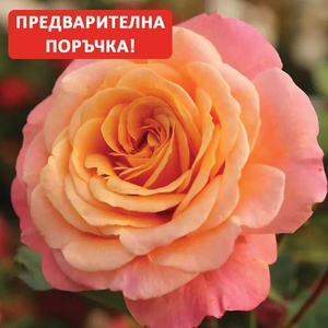Kordes® Катерлива Роза Peach Melba® - Kordes®