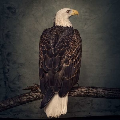 CLUTCH - BOOK OF BAD DECISIONS CD