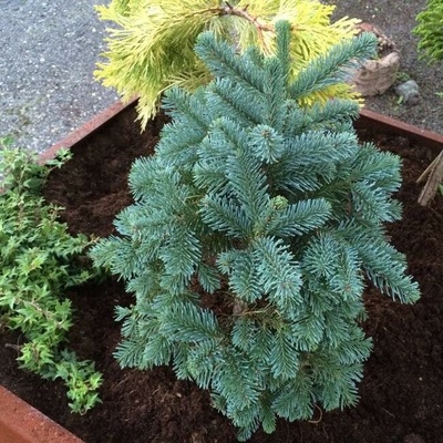 Jedľa ušľachtilá, Abies procera Bizarro
