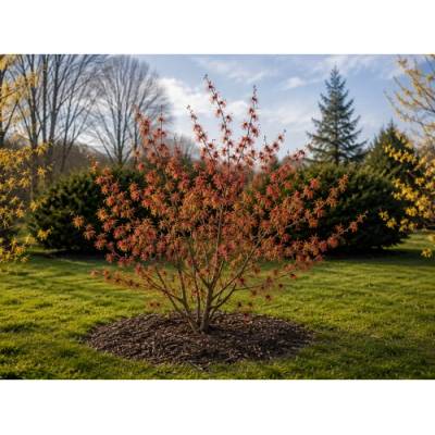Hamamel prostredný (Hamamelis × intermedia)´DIANE´ – výška 40–60 cm, kont. C5L
