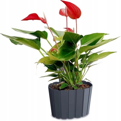 PROSPERPLAST Kvetináč závesný BOARDEE WALL antracit 19,4 cm
