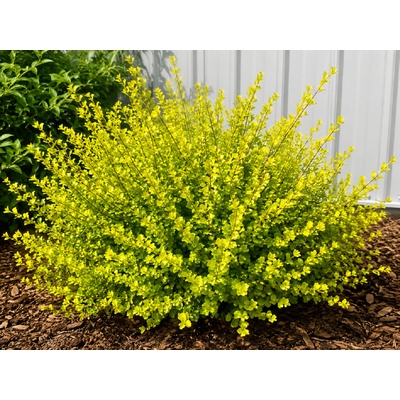 Breza nana Golden Treasure, výška 20-30 cm, kvetináč 5 l