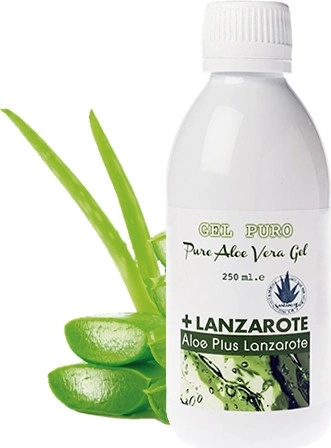 is aloe a succulent plant Lance Aloe main image 1