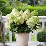 Proven Winners® Хортензия Little Fresco® паникулата