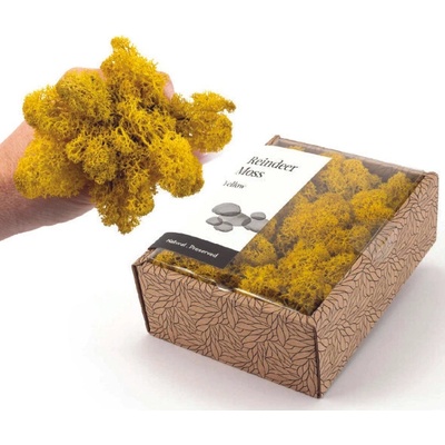 KreaBox - Žltý lišajník