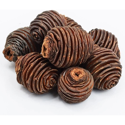 R113PACZ PLATYSPERNUM VEĽKÉ 250G