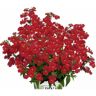 Nemézia Sunsatia Little Cherry