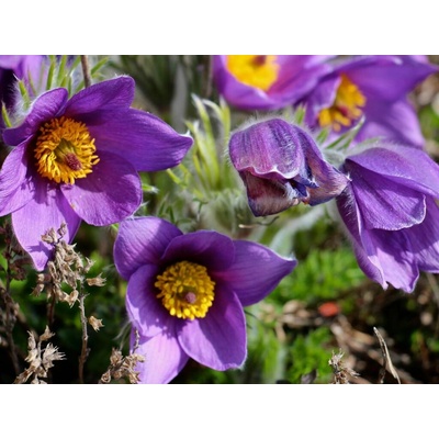 Poniklec obyčajný Pinwheel Blue Violet