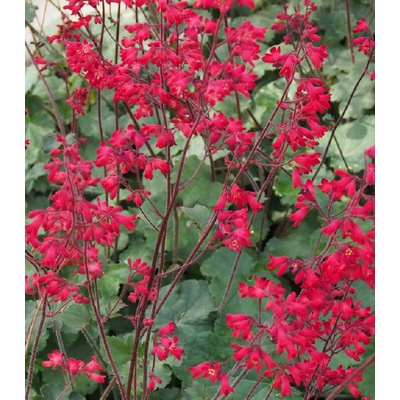 Dlužicha Coral Forest - Heuchera - prodej semen - 20 ks