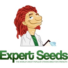 Expert Seeds Sweet Zombie semena neobsahují THC 10 ks