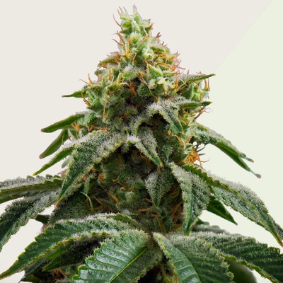 Kera Seeds Cheese Auto semienka neobsahujú THC 10 ks