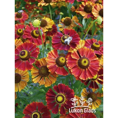 Helenium POTTER‘S WHEEL - záplevák