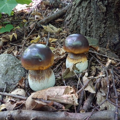 Prodex Import Houba hříbek do zahrady