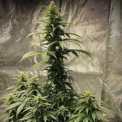 Pure Instinto Strawberry Shortcake AUTO semena neobsahují THC 3 ks