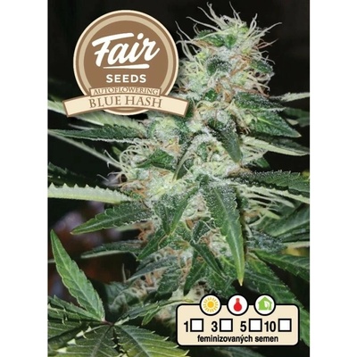 FAIR SEEDS Blue Hash AUTO semienka neobsahujú THC 10 ks