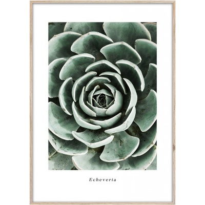 Obraz v ráme Echeveria, 70 × 50 cm, OB-14051
