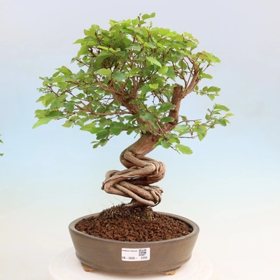 e-bonsai Venkovní bonsai -Carpinus coreana - Habr korejský