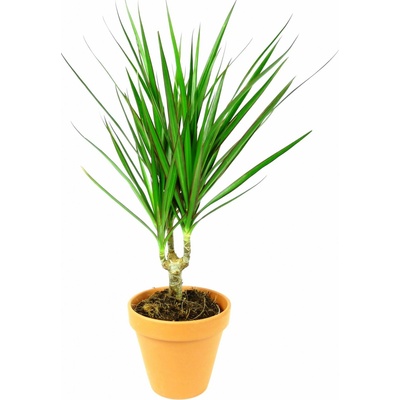 Gardners Dracaena marginata, průměr 6 cm Dracéna lemovaná, dračinec