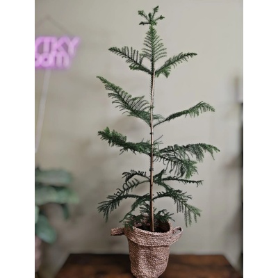 Araucaria Heterophylla, blahočet - vánoční stromeček