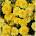 Seklos Тагетес Лимонена капка Tagetes patula Lemon Drop