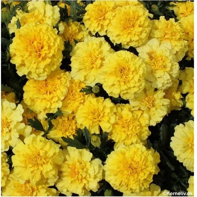 Seklos Тагетес Лимон Tagetes Lemon Drop