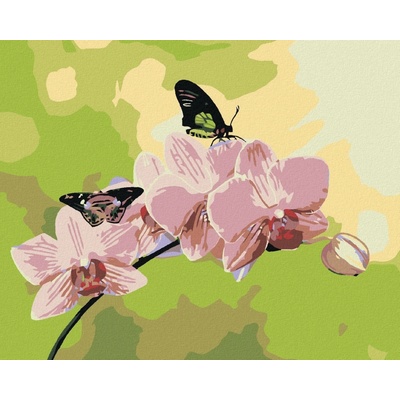 zuty Orchidej s motýlky 50 x 40 cm vypnuté plátno na rám 8596530015451
