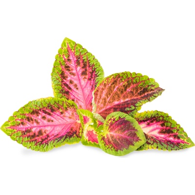 Veritable Вложка за семена Lingot декоративни растения Колеус Блуме розова (VLIN-D5-Col06B)