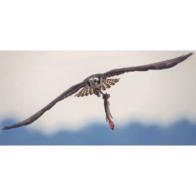 Fotografie - W, Deming: Ospery - reprodukce obrazu