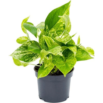 Scindapsus (Epipremnum) marble queen 12x20 cm