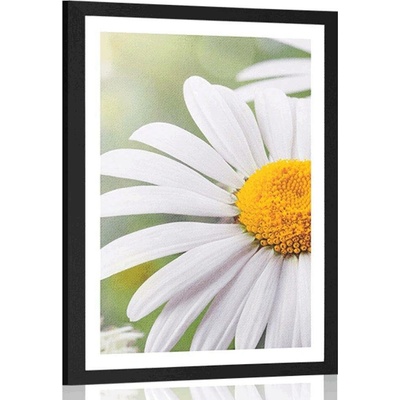 Plakát s paspartou květiny kopretiny - 30x45 black