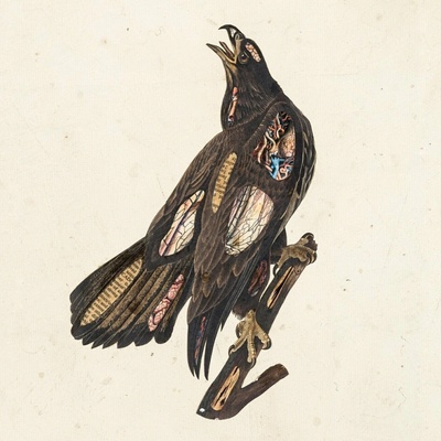 CLUTCH - BOOK OF BAD DECISION LTD. - 2PLP