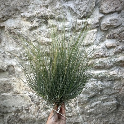 Tillandsia bartramii XXL
