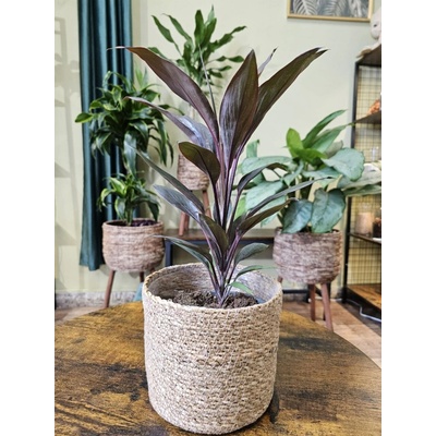 Cordyline Tango