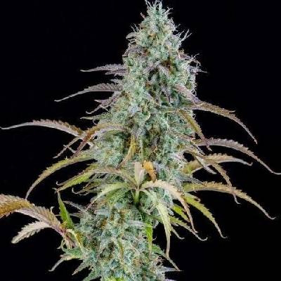 Spliff Seeds AK Automatic semena neobsahují THC 5 ks
