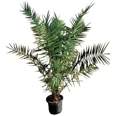 Datlovník kanárský FloraSelf Phoenix canariensis výška 120-140 cm květináč 12 l