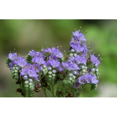 Флориан Фацелия Phacelia tanacetifolia
