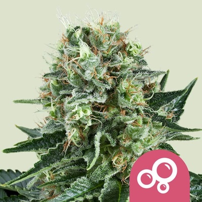 Royal Queen Seeds Bubble Kush semienka neobsahujú THC 100 ks