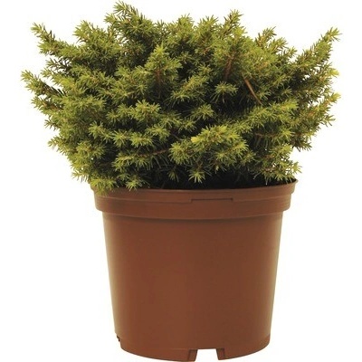 Smrk ztepilý FloraSelf Picea abies 'Little Gem' výška 15-20 cm květináč 2 l
