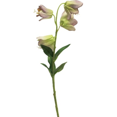 Zvonek - Campanula fialový 33 cm