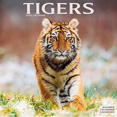 Tigers Square Wildlife Safari Big Cats Wall 16 Month 2024
