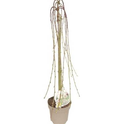 Vŕba rakytová FloraSelf Salix caprea 'Pendula' 60-80 cm kvetináč 3 l